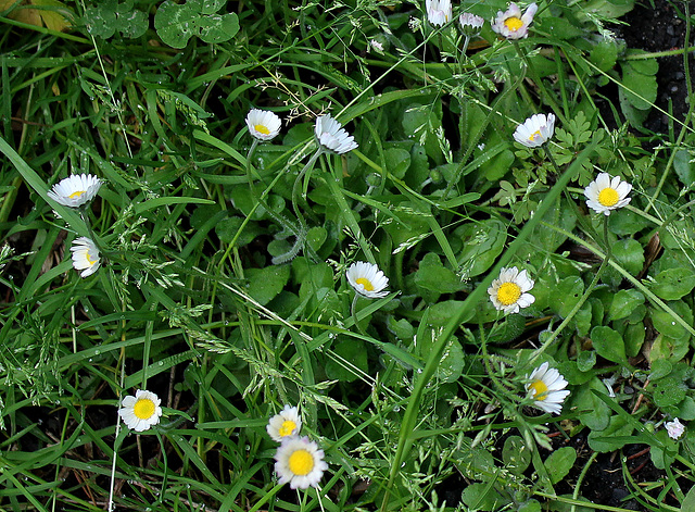 Bellis perennis