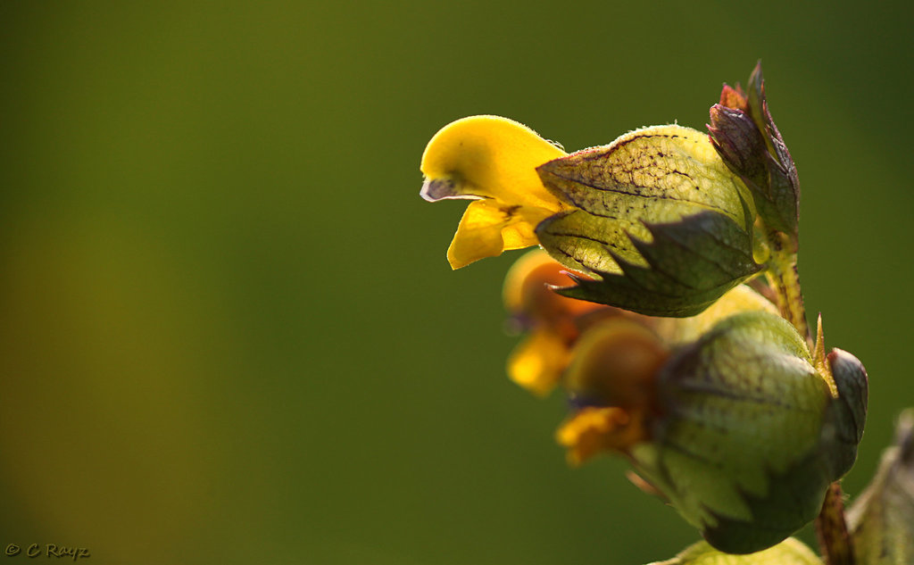 Yellow Rattle