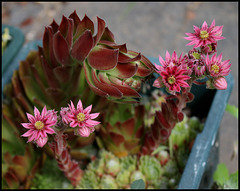 Sempervivum arachnoïdes (2)