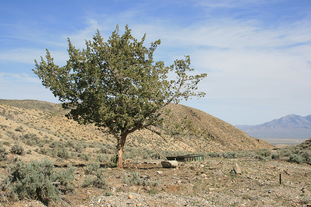 Lone Juniper