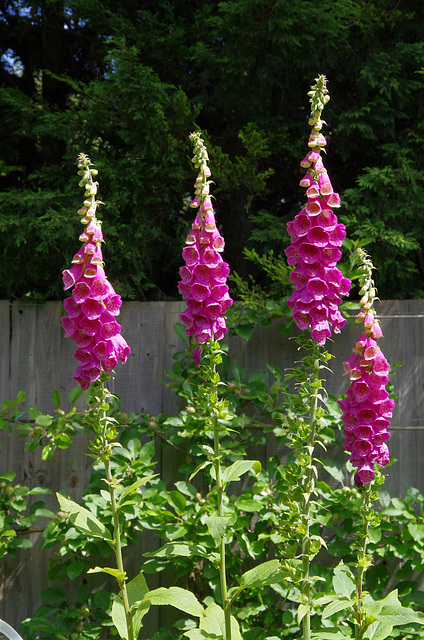 Foxgloves