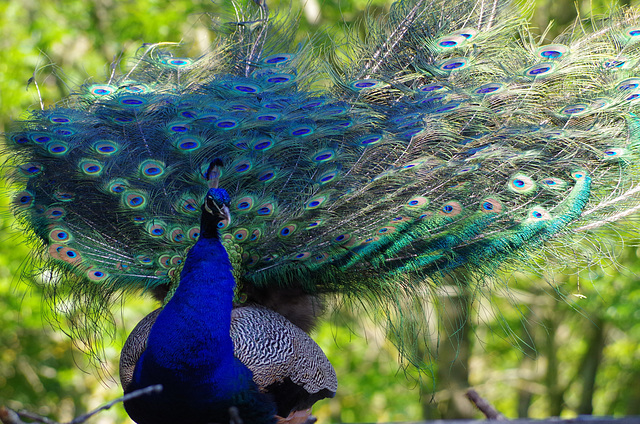 parc aux oiseaux Villars les Dombes