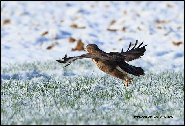 BUSE VARIABLE