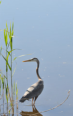 blue heron june 2014 DSC 8168