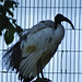 egyptian ibis, regent's canal, london