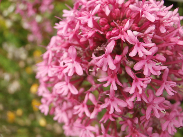 Japanese Milkweed