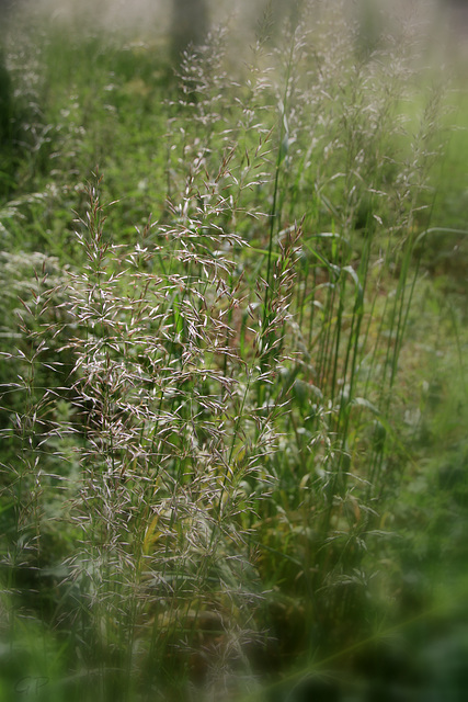 « L'amour est une herbe spontanée et non une plante de jardin. »