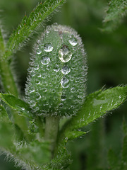 Rain Drops