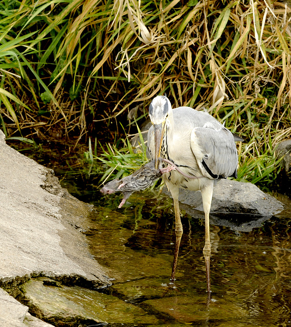 Der Reiher ist unbeindruckt von der wehrhaften Beute und fliegt anschließend zum anderen Ufer, um sie zu fressen