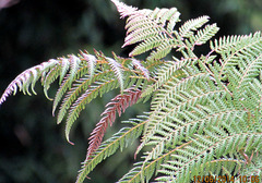 Fern Leaves