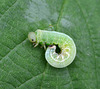 Green Silver-Lines caterpillar Pseudoips prasinana - Possibly or Sawfly larvae