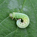 Green Silver-Lines caterpillar Pseudoips prasinana - Possibly or Sawfly larvae