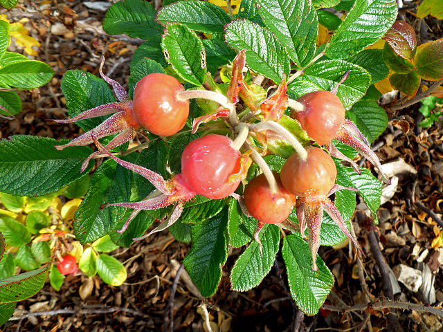 rose hips