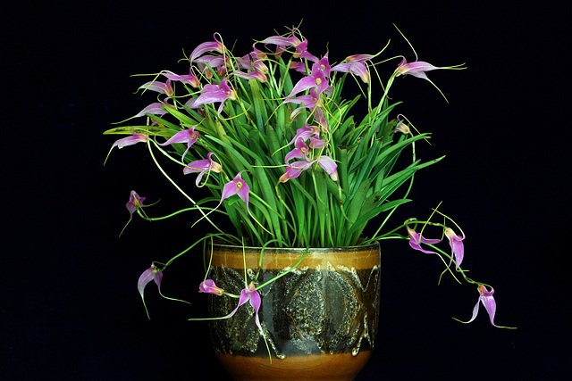 Masdevallia lamprotyria