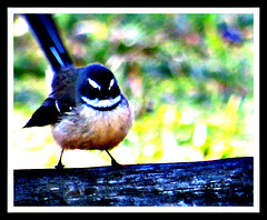 Fantail on a Fence.