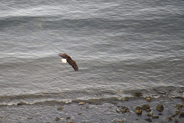 Bald Eagle