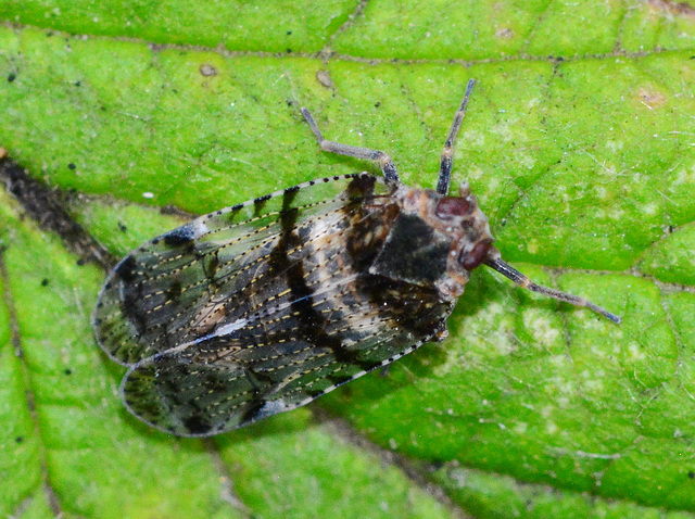 Leafhopper, Cixius Nervosus,Family Cixiidae