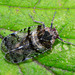 Leafhopper, Cixius Nervosus,Family Cixiidae