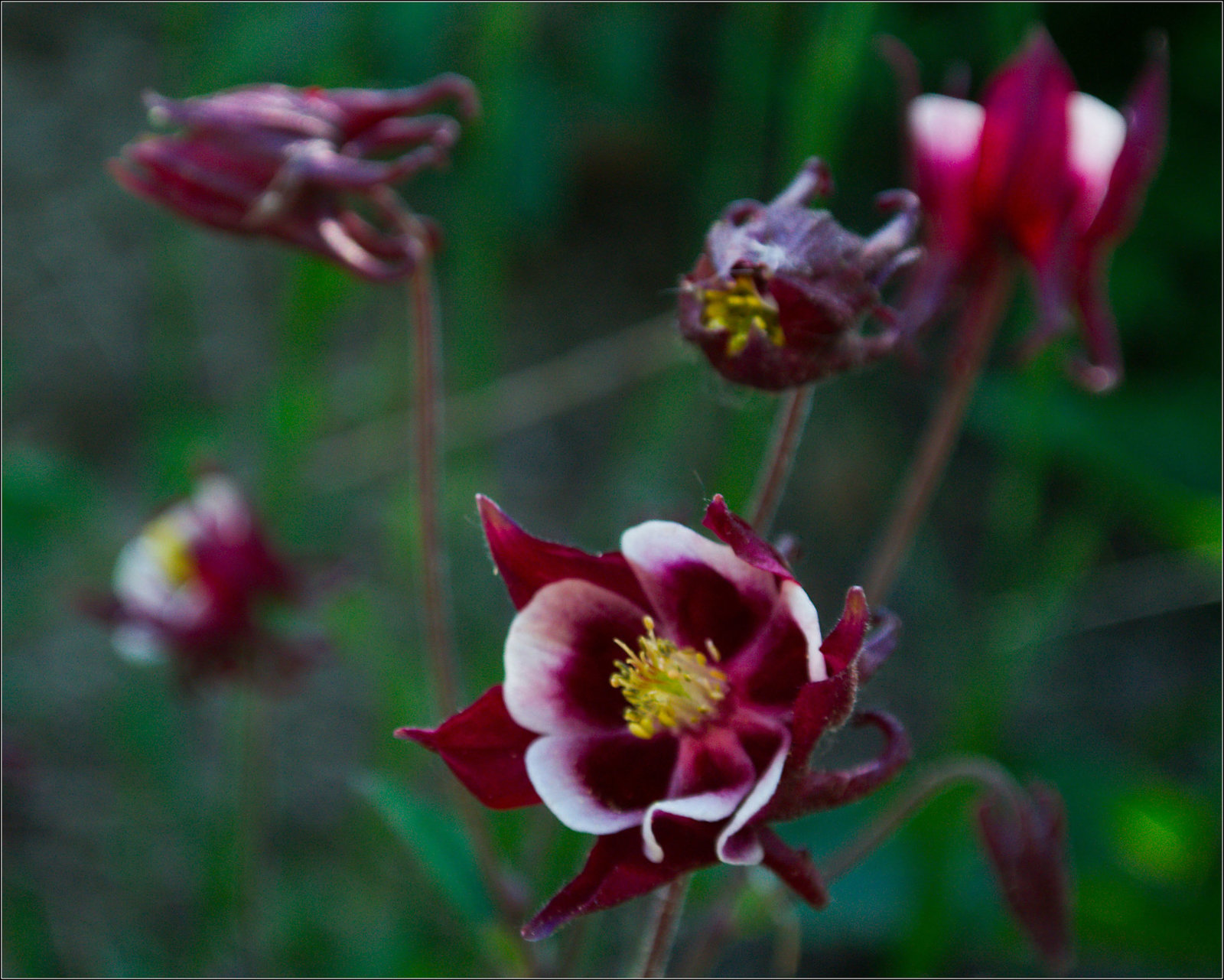 Red Columbine