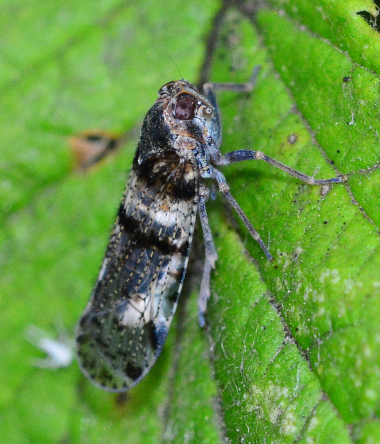 Leafhopper, Cixius Nervosus,Family Cixiidae