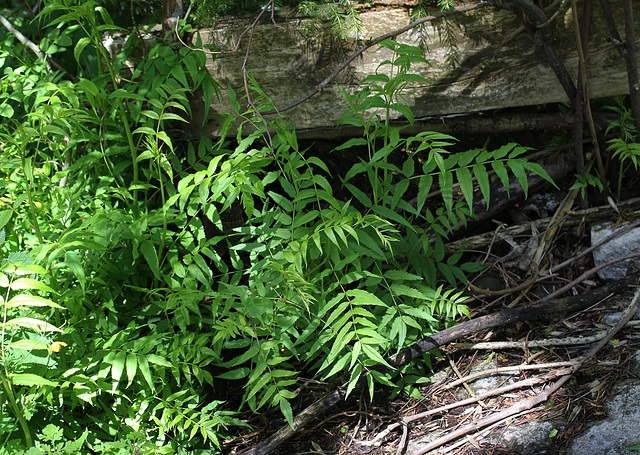 Sorbaria sorbifolia