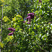 Syringa vulgaris