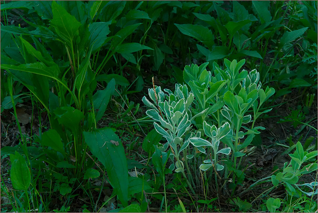 Stonecrop