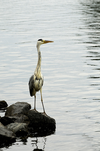 Unbeweglich steht der Reiher am Mainufer