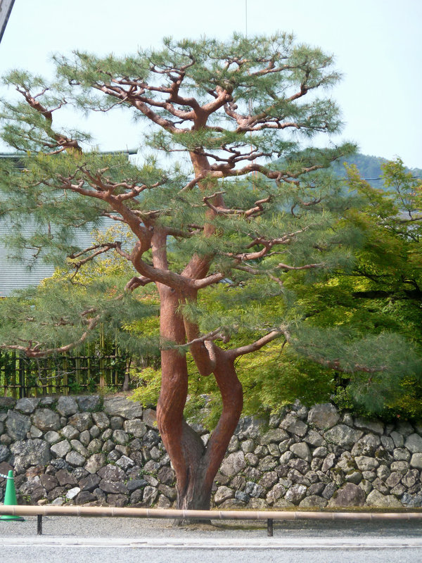 1721 - J10 - Kyoto - Tenryuji temple - P1070972