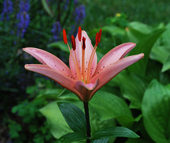 Peach Colored Lily