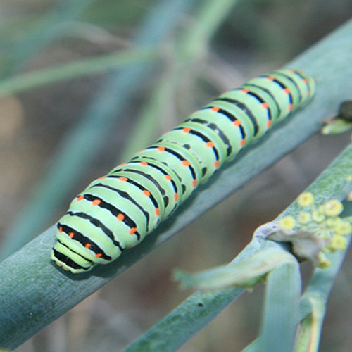 ipernity: Bruco di (Papilio Machaon). - by yokopakumayoko Francesco