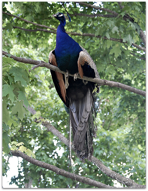 Peacock