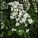 white hawthorn blossom