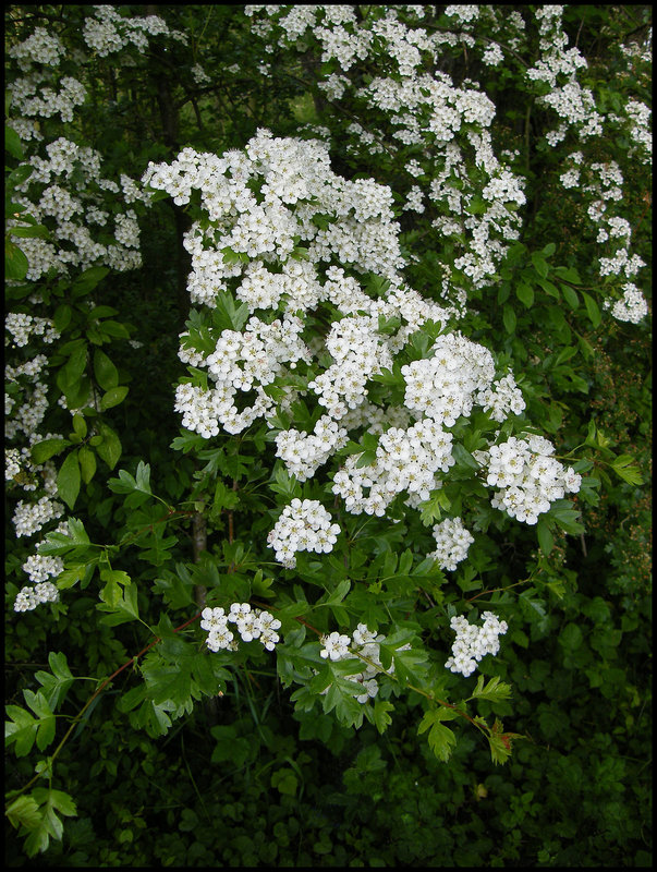white hawthorn blossom