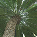 palmtree