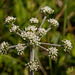 Long-fruited Wild/White Prairie Parsley / Lomatium macrocarpum