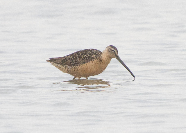 Long-Billed Dowitcher