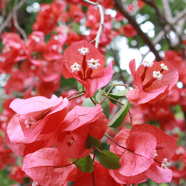 Jungle Bougainvillea