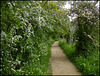 Thames Path in May