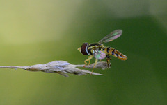 Hoverfly at dusk