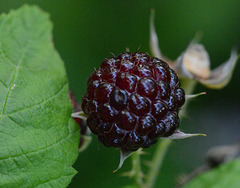 A wild raspberry in my woods