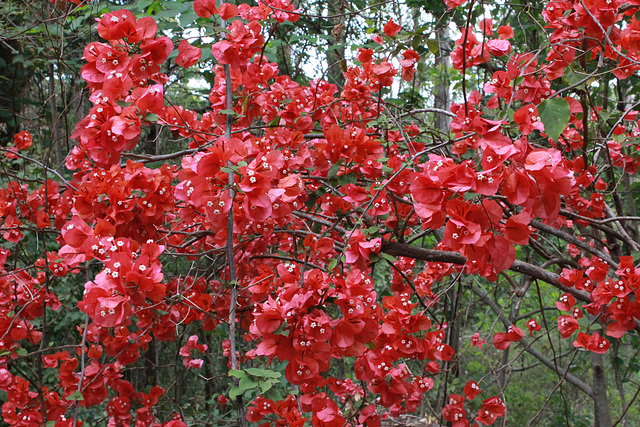 Jungle Bougainvillea