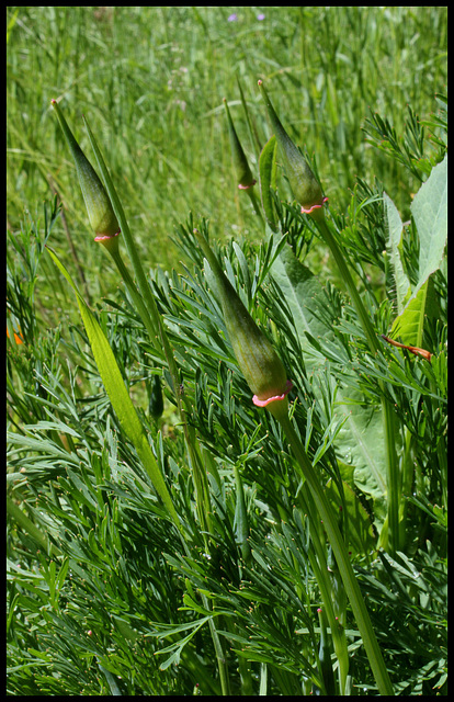 Eschscholtzia californica