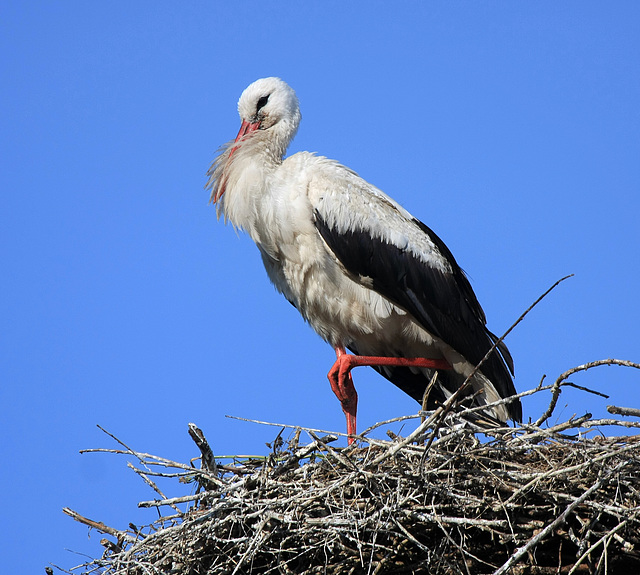 Weißstorch (Ciconia ciconia)