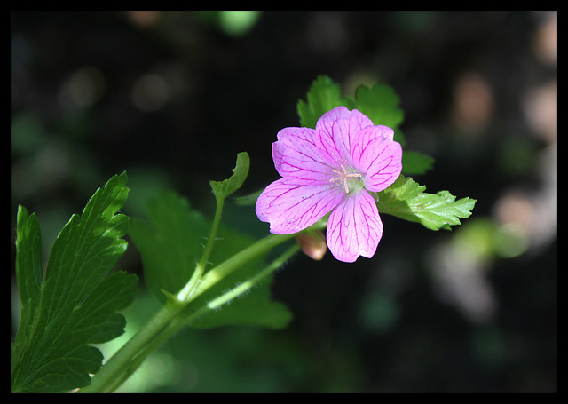 Geranium x oxonianum