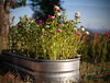 Metal Trough Planter Full of Sweet Williams