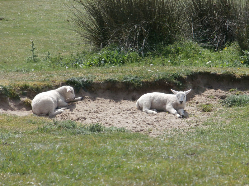 Some lovely little lambs having a sleep in the sand