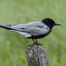 Black Tern on fence post