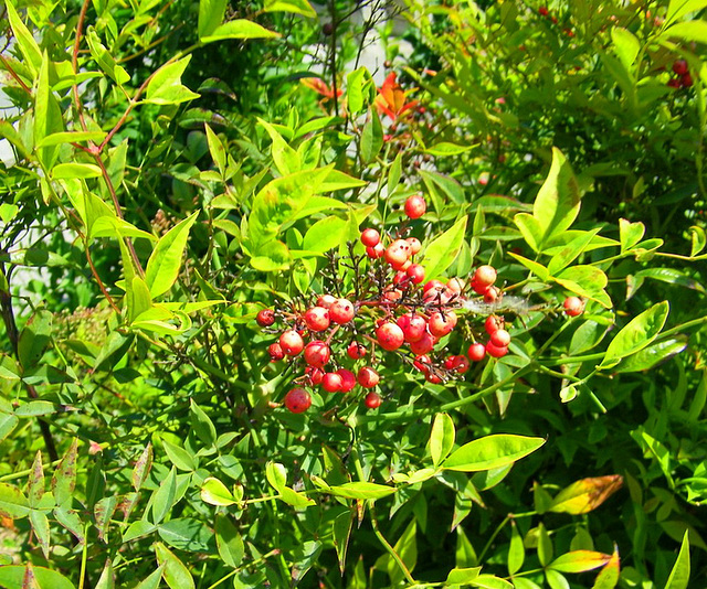 Petites baies rouges