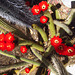 Cactus Flowers (2295)